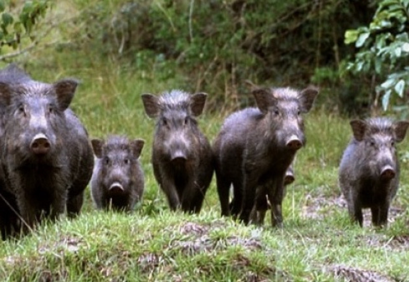 «La peste è dei cinghiali e non dei suini: servono risposte concrete»